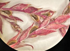 Corispermum americanum