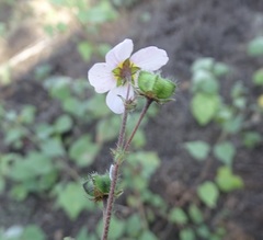 Kosteletzkya depressa