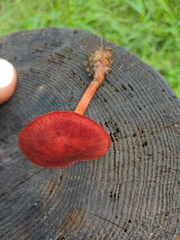 Cortinarius sanguineus