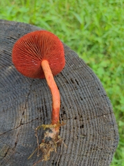 Cortinarius sanguineus