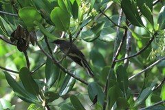 Rhipidura rufiventris isura