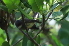 Rhipidura rufiventris isura