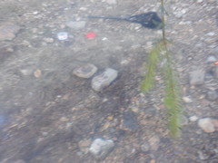 Hydrilla verticillata