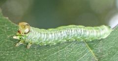 Euura glutinosae
