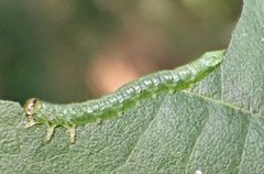 Euura glutinosae