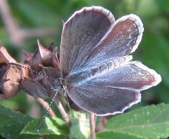 Zizina otis antanossa