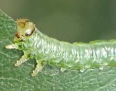 Euura glutinosae