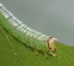 Euura glutinosae
