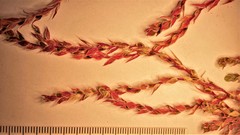 Corispermum americanum