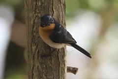 Myiagra rubecula concinna