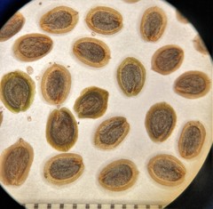 Corispermum americanum