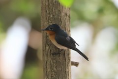 Myiagra rubecula concinna