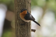 Myiagra rubecula concinna
