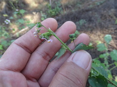 Kosteletzkya depressa