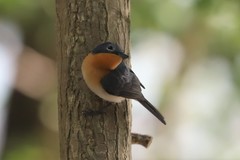 Myiagra rubecula concinna