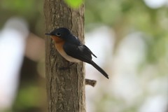 Myiagra rubecula concinna