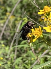 Copestylum mexicanum