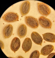 Corispermum villosum