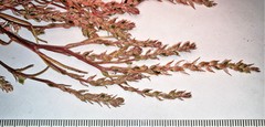 Corispermum villosum