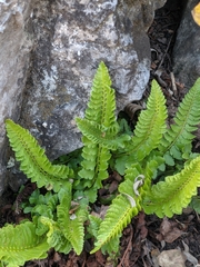 Polystichum kruckebergii
