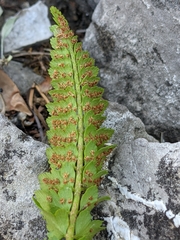 Polystichum kruckebergii