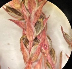 Corispermum villosum