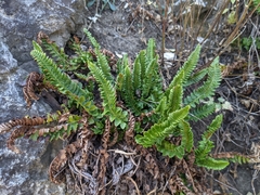 Polystichum kruckebergii