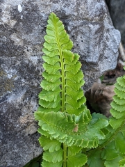Polystichum kruckebergii