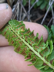 Polystichum kruckebergii