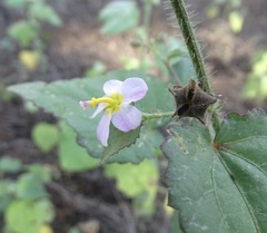 Kosteletzkya depressa