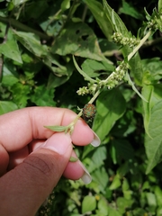 Orsilochides variabilis