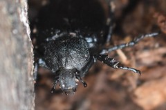 Osmoderma scabra