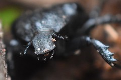 Osmoderma scabra