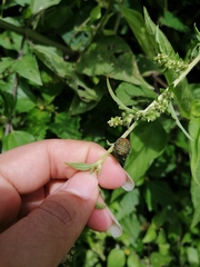 Orsilochides variabilis