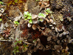 Anaphalioides
