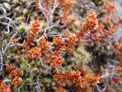 Epacris alpina