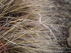 Rytidosperma setifolium