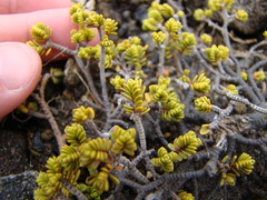 Pimelea microphylla