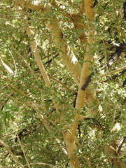 Forestiera angustifolia