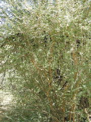 Forestiera angustifolia