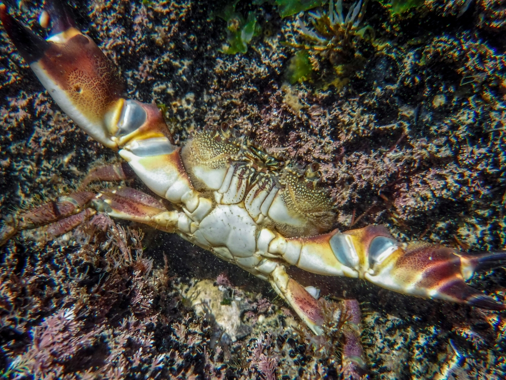 warty crab