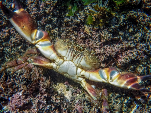 warty crab
