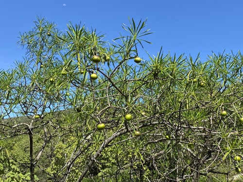 Cascabela thevetioides