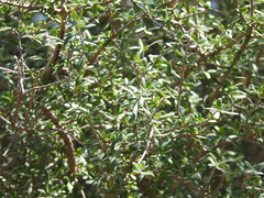 Forestiera angustifolia