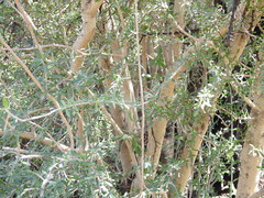 Forestiera angustifolia