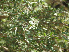 Forestiera angustifolia