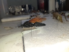 Protomydas rubidapex