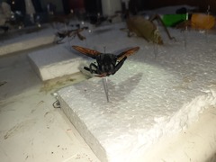 Protomydas rubidapex