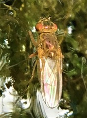 Ephydra