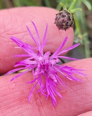 Centaurea varnensis